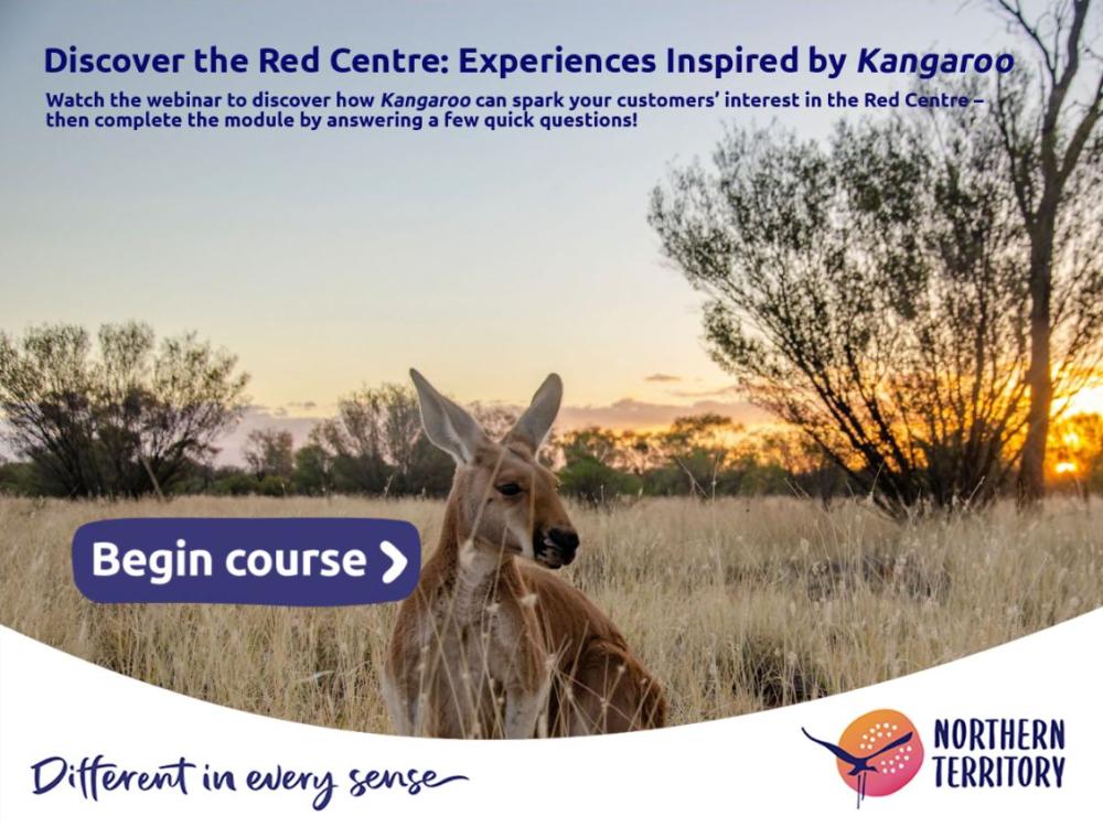 Kangroo in the dry grass, sunset