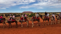 Uluru camel famil