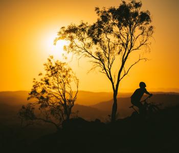 image of sunset with silhoutte of tree and MBT rider