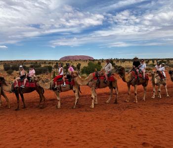 Uluru camel famil