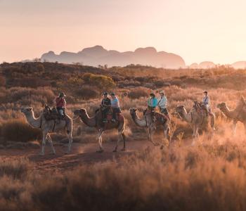 image of camels with riders in outback