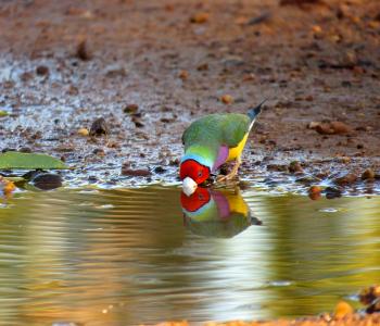 Exotic Bird Drinking Water
