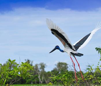 Bird Flying in Kakadu
