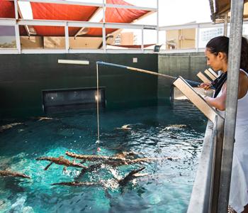 Feeding Crocodiles