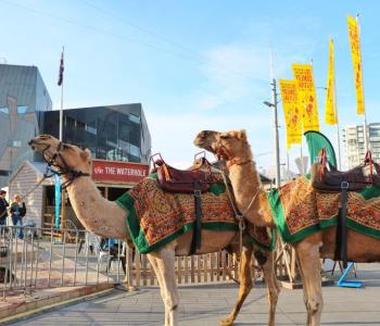 Camels at Federation Square