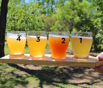 Purple Mango Brewery Beer Tasters