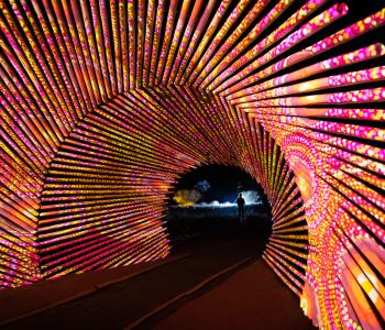 Eagle's Eye, from Bush Tobacco Dreaming by Jeannie Nungarrayi Egan