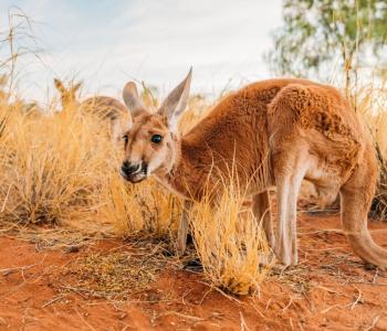 Kangaroo movie campaign