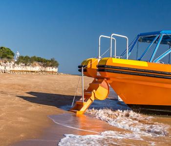 Sea Darwin on Beach