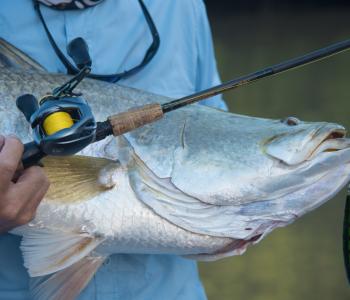 The odds have never been higher with 24 barra now worth a million dollars thanks to Million Dollar Fish