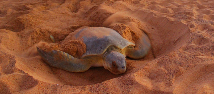 People sitting on the beach next to nesting turtles