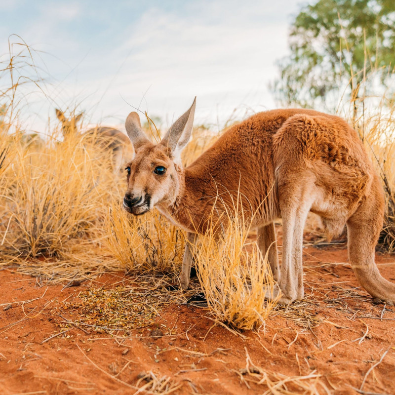 kangaroo at kangaroo sanctuary